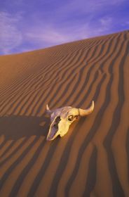 Skull In Desert